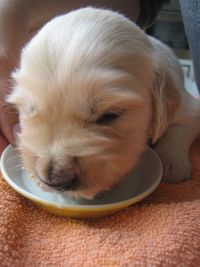 Welpe Milch2