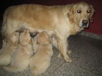 Welpen saeugend stehend2